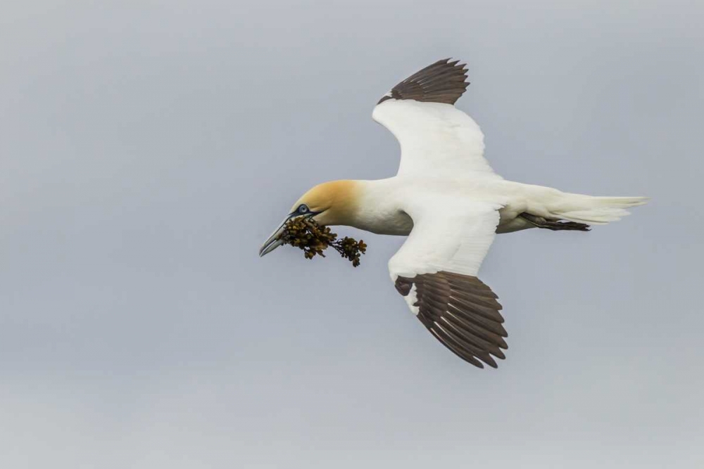Scotland, Shetland Isl Flying gannet with twig